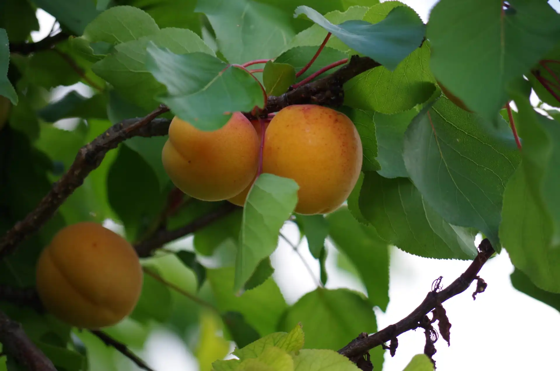 Apricots - Rainbow Grove