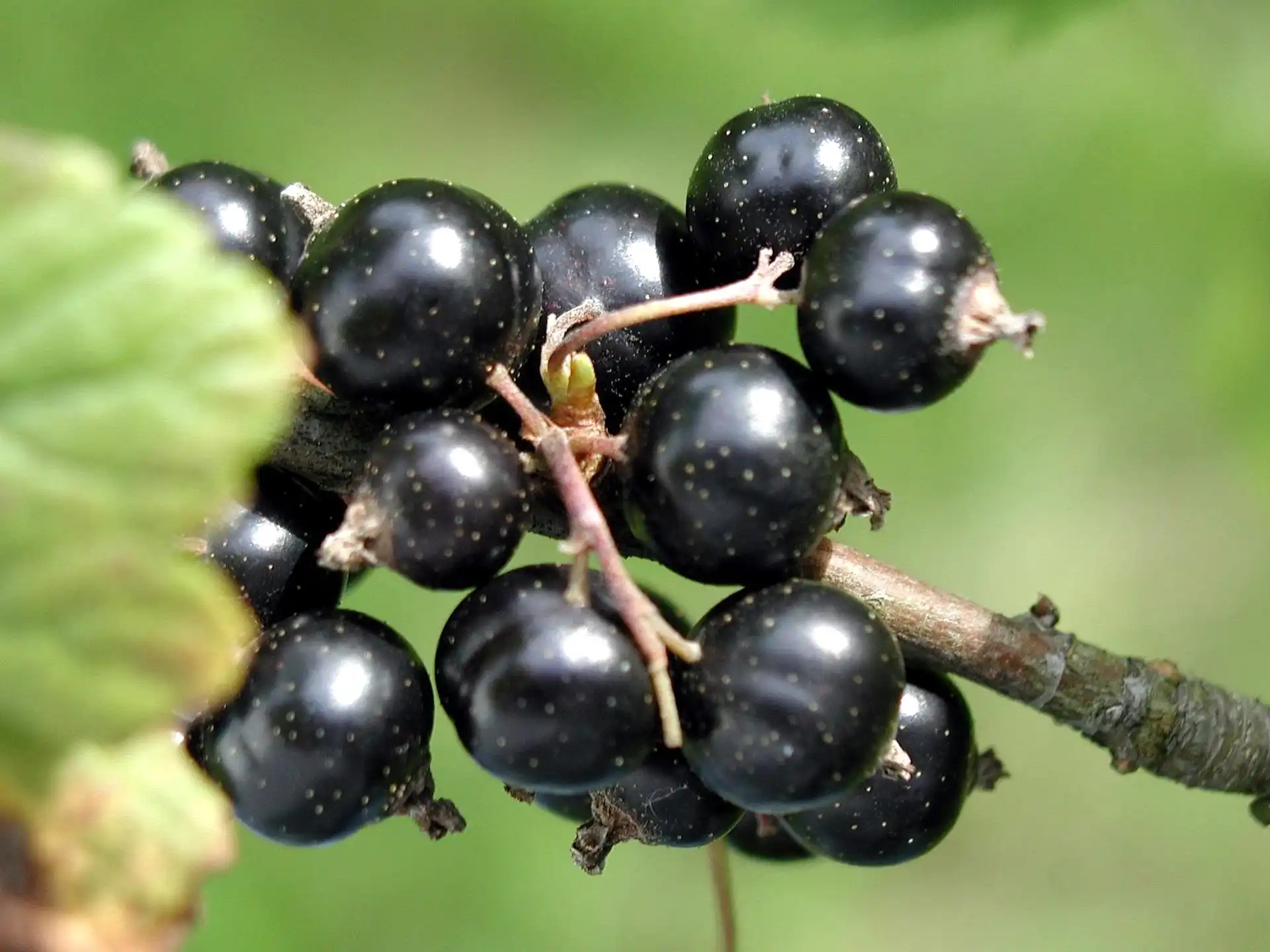 Currants & Gooseberries & Jostaberries - Rainbow Grove