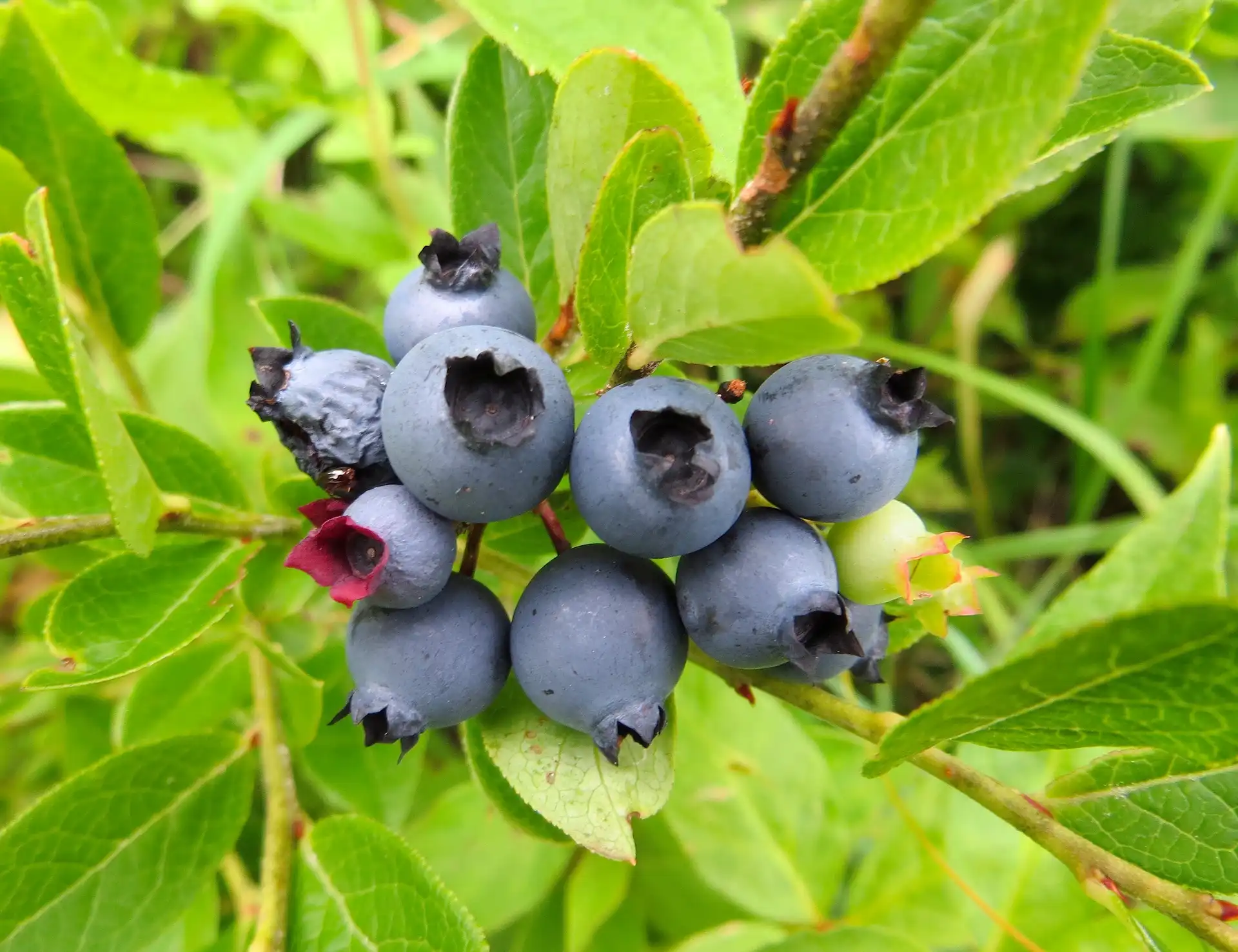 Blueberries Rainbow Grove