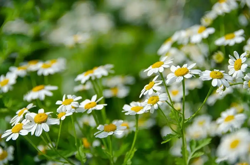 Feverfew (Tanacetum parthenium) — Seeds - Image 2