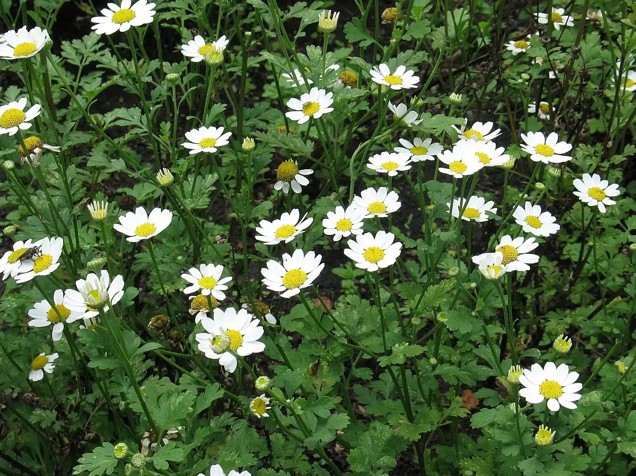 Feverfew (Tanacetum parthenium) — Seeds - Image 3