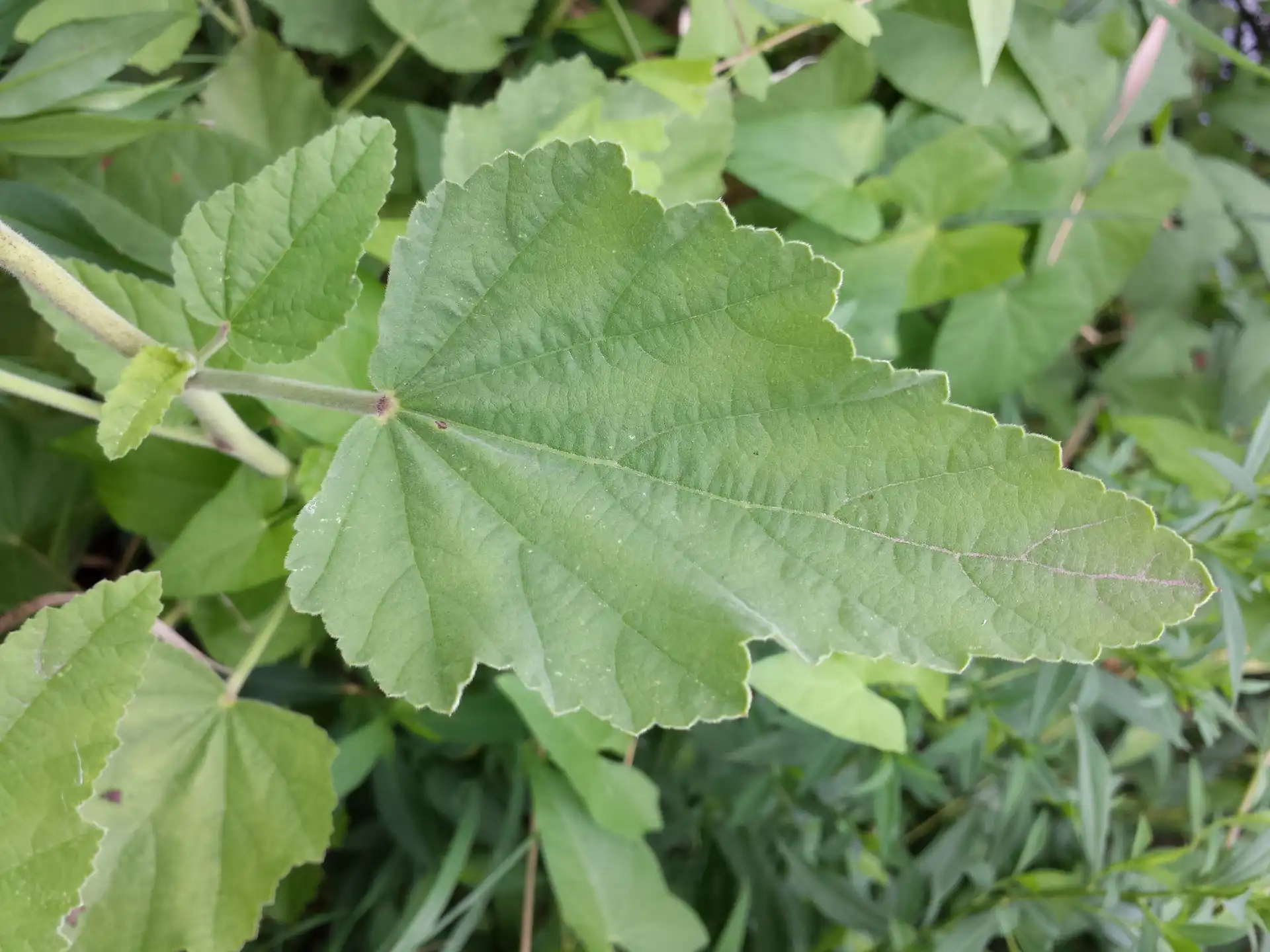 Marshmallow (Althaea officinalis) — Seeds