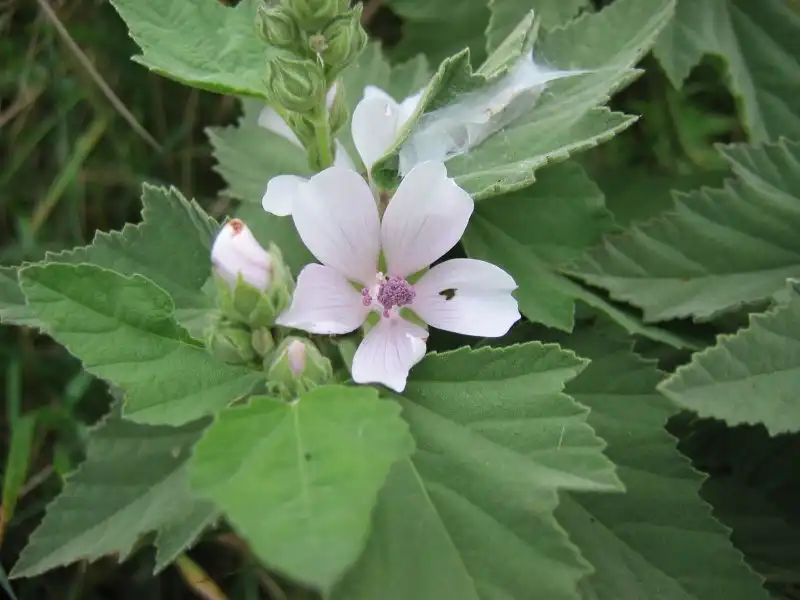 Marshmallow (Althaea officinalis) — Seeds - Image 2