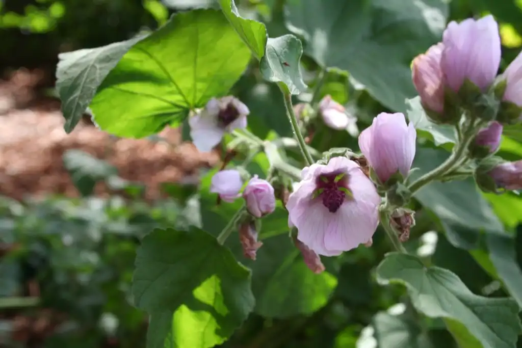 Marshmallow (Althaea officinalis) — Seeds - Image 4