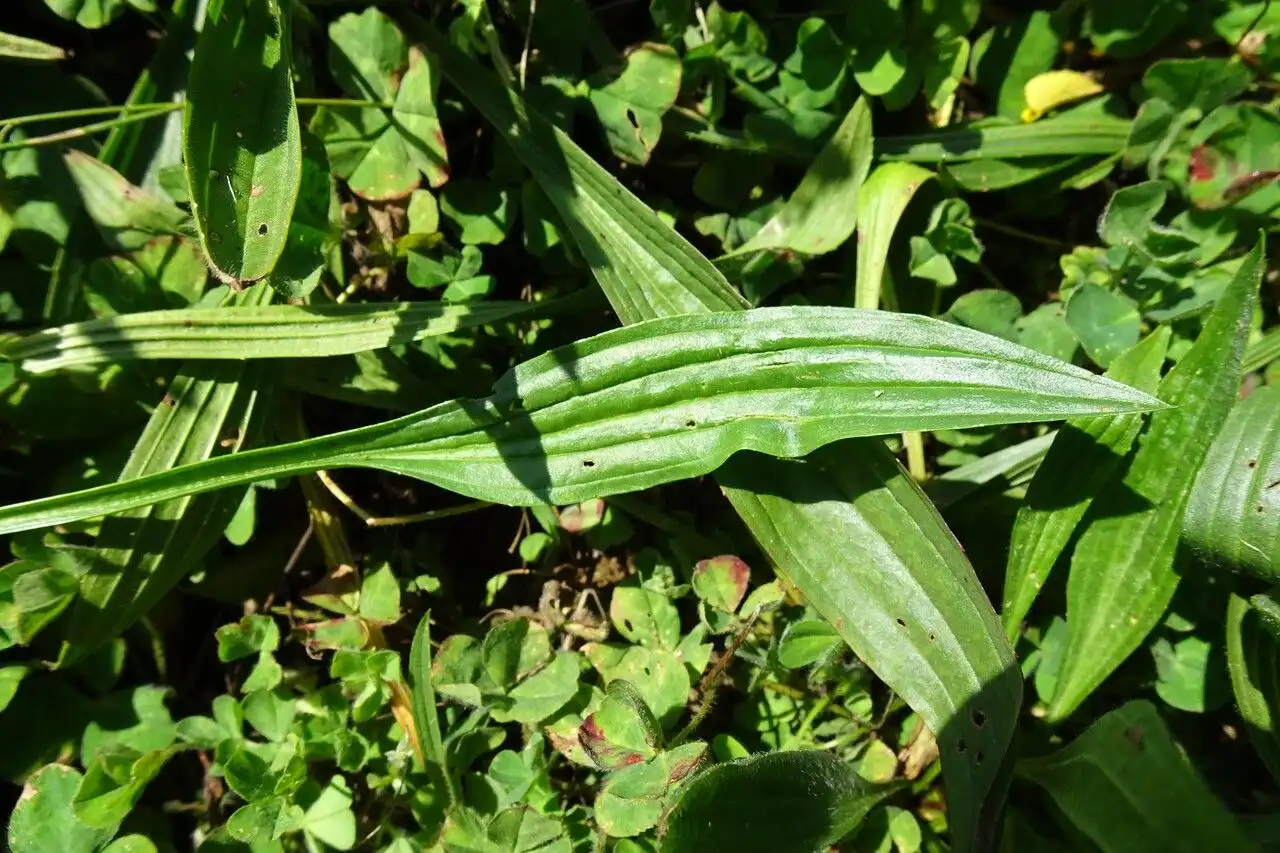 Narrowleaf Plantain (Plantago lanceolata) — Seeds - Image 3