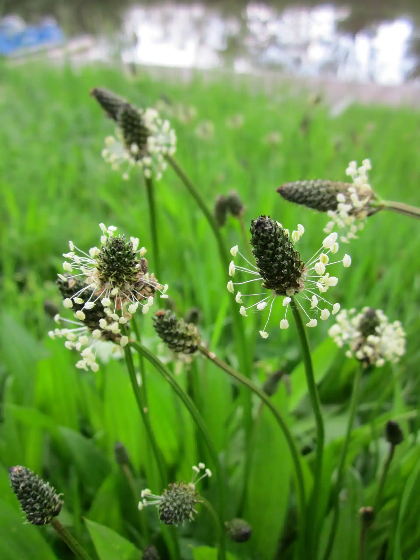 Narrowleaf Plantain (Plantago lanceolata) — Seeds - Image 5