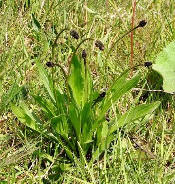 Narrowleaf Plantain (Plantago lanceolata) — Seeds - Image 6