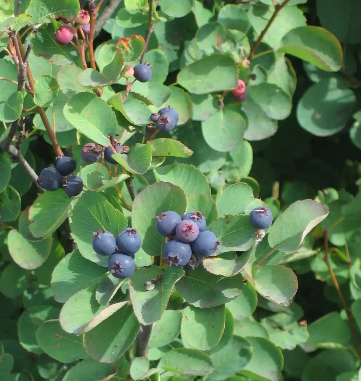 Saskatoon Serviceberry (Amelanchier alnifolia) — Seeds