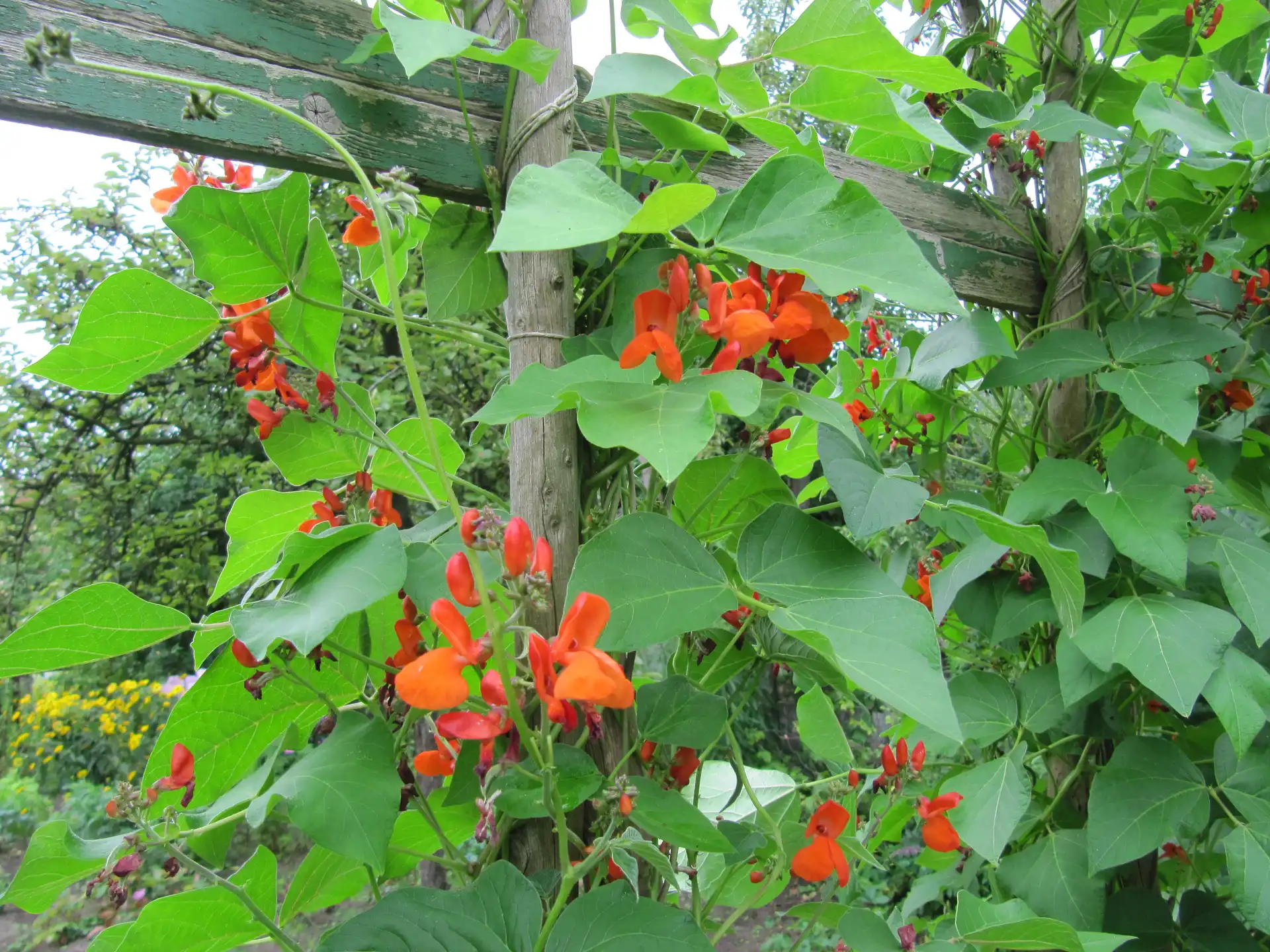 Scarlet Runner Bean (Phaseolus coccineus) — Seeds