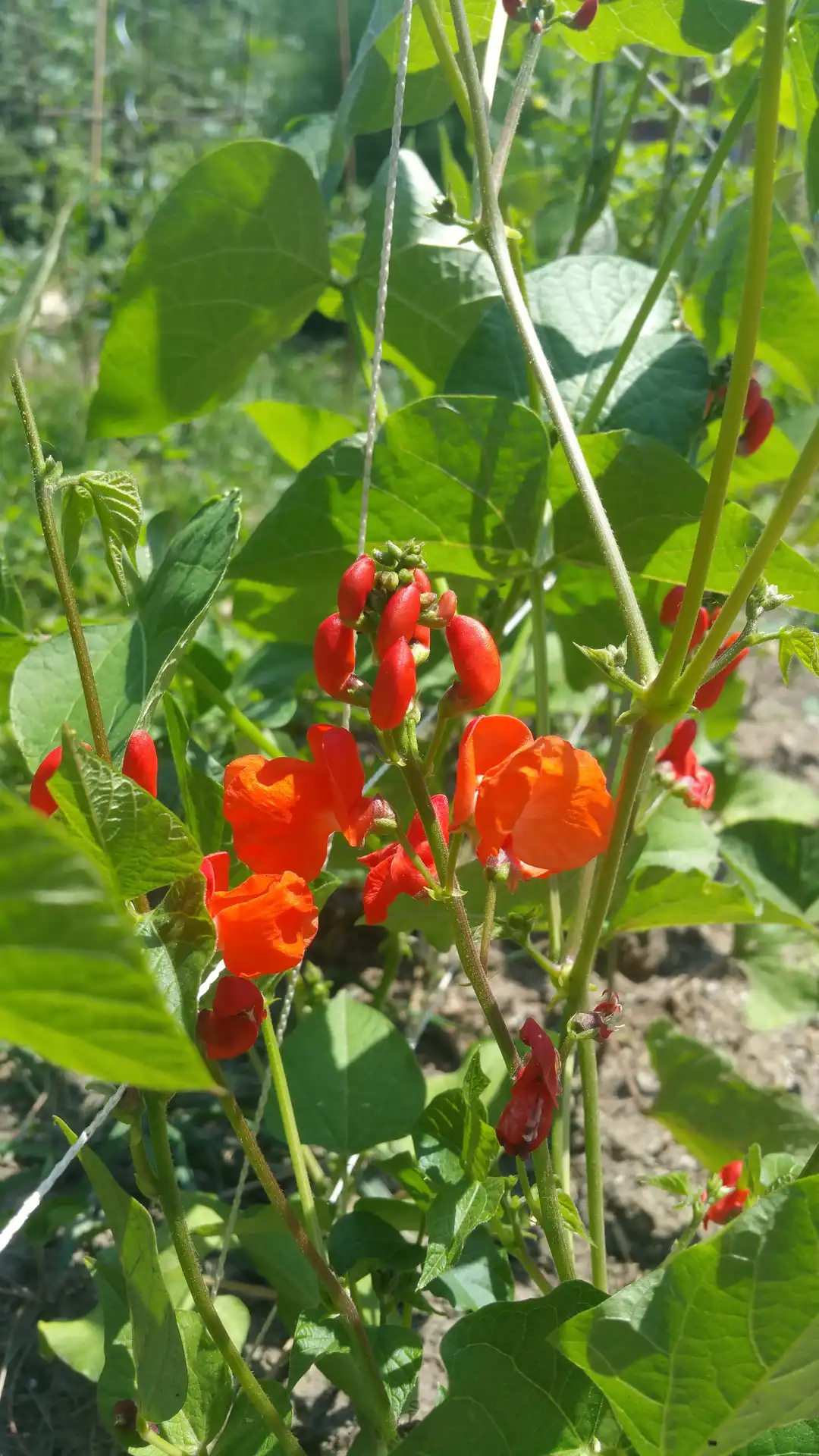 Scarlet Runner Bean (Phaseolus coccineus) — Seeds - Image 4
