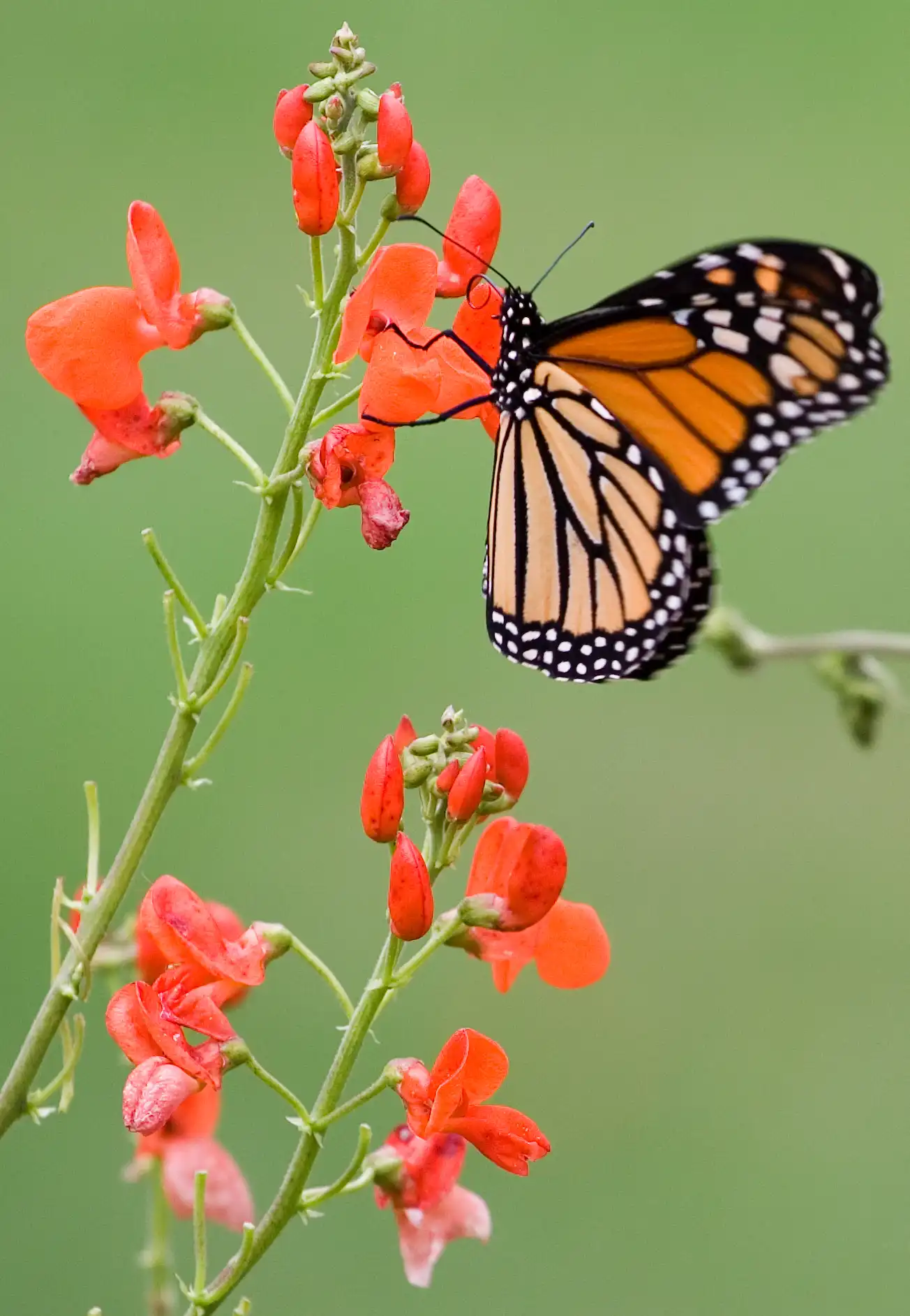 Scarlet Runner Bean (Phaseolus coccineus) — Seeds - Image 5