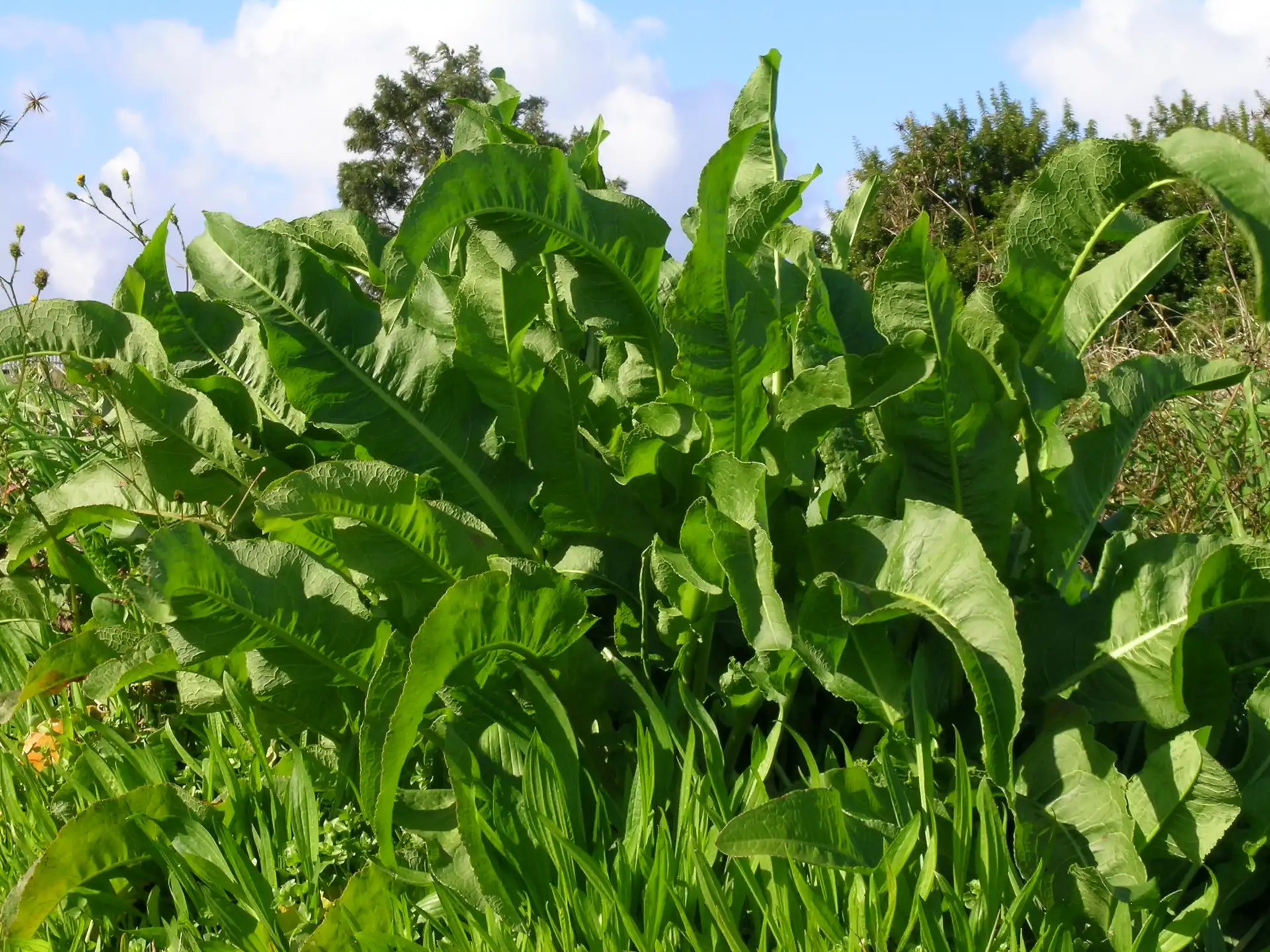 Yellow Dock (Rumex crispus) — Seeds