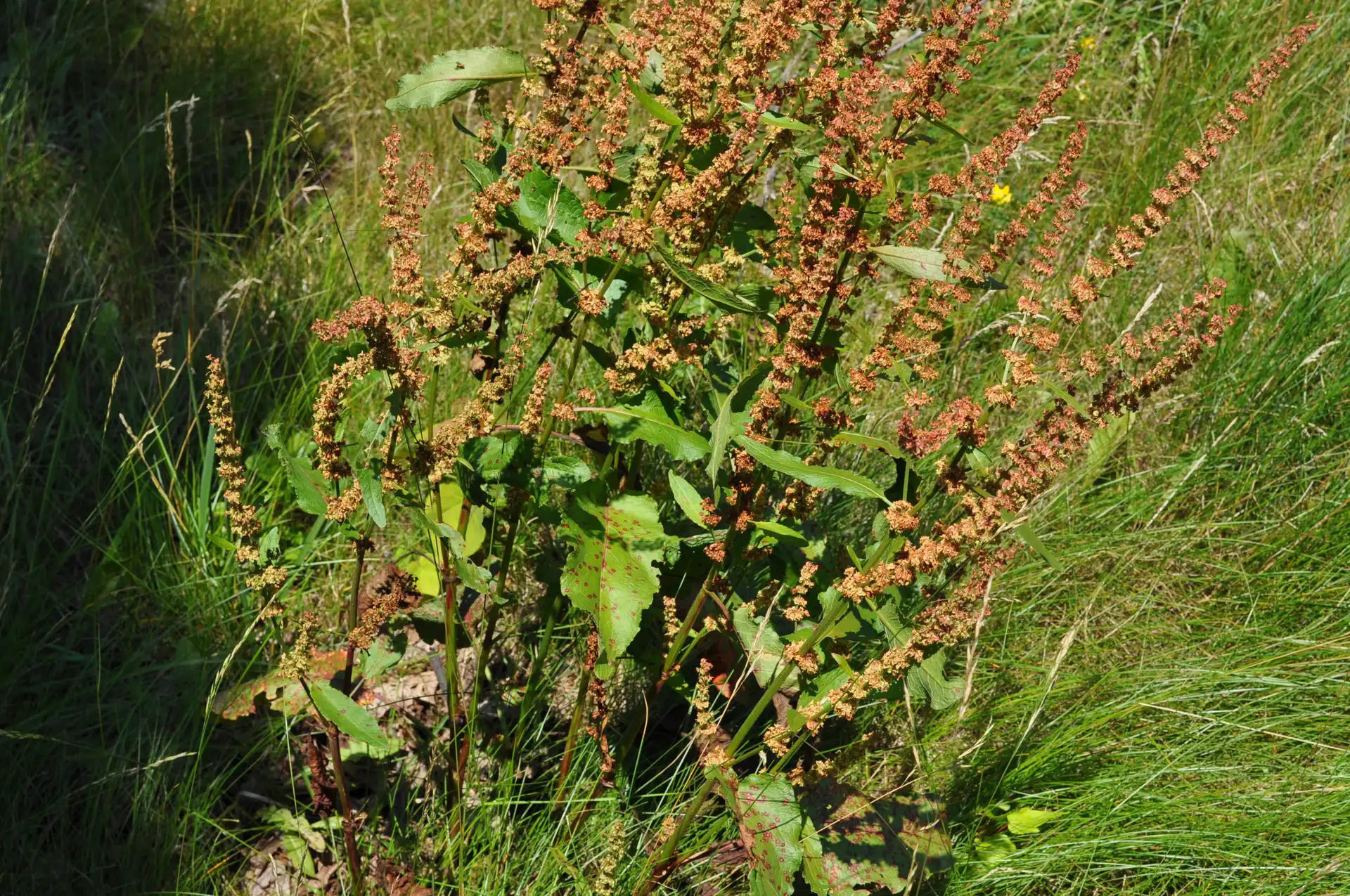 Yellow Dock (Rumex crispus) — Seeds - Image 3