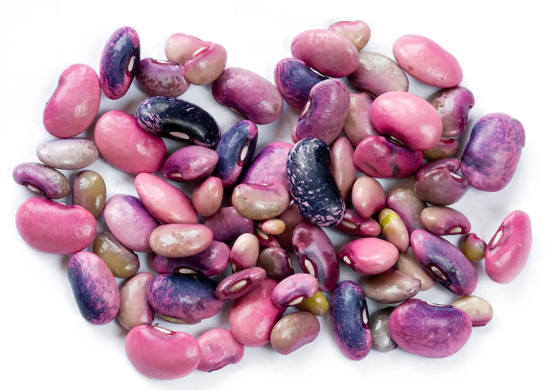 Scarlet Runner Bean (Phaseolus coccineus) — Seeds - Image 3