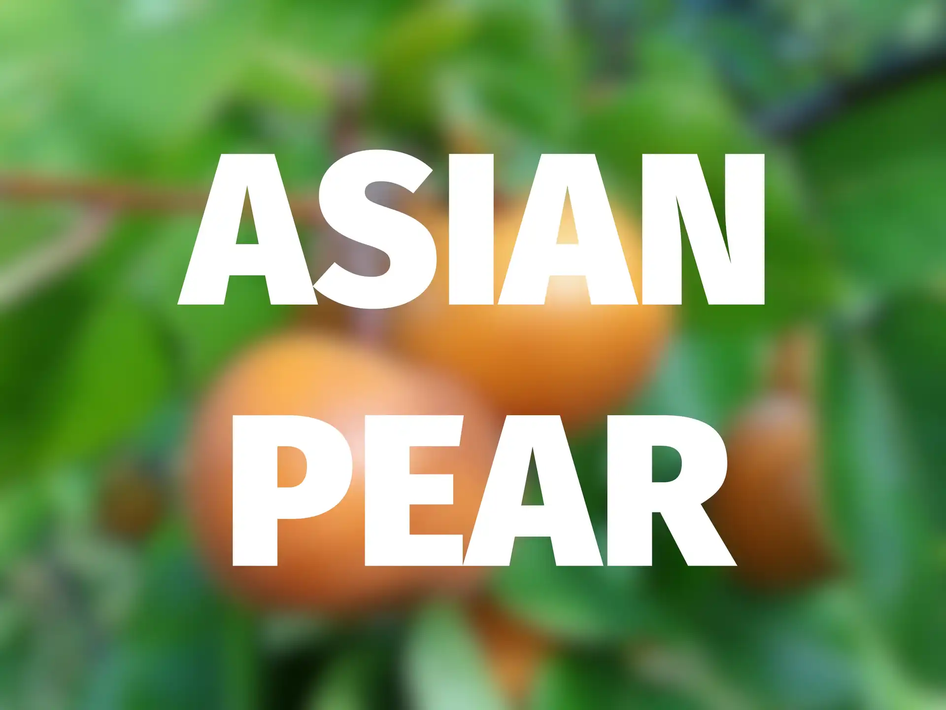 'Yoinashi' Asian Pear — Scion Cuttings