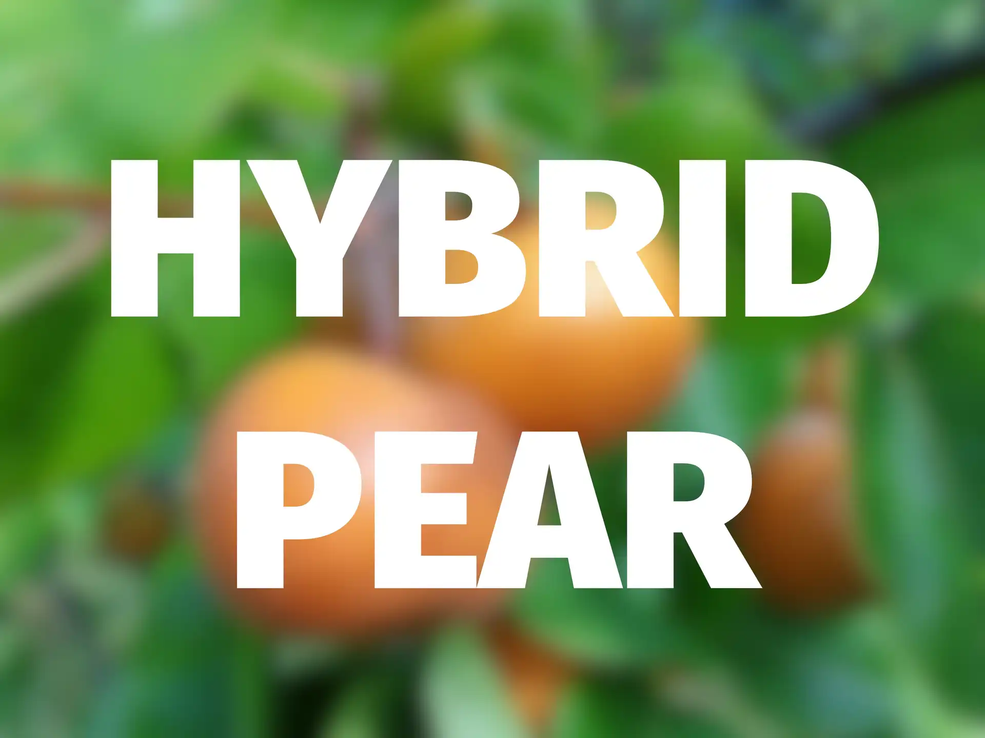 'Xinjiang Fragrant Pear' Hybrid Pear — Scion Cuttings