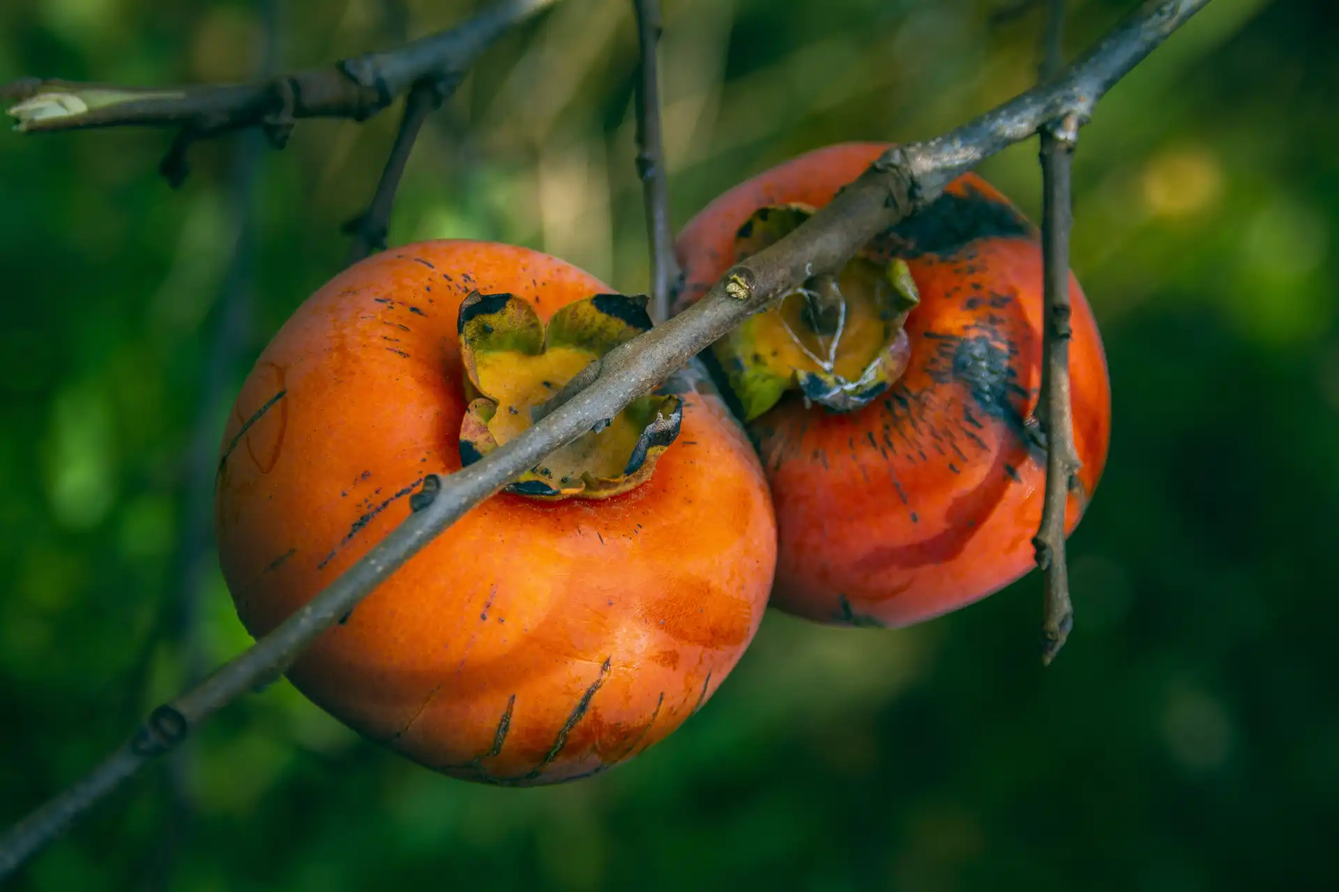  パーシモンドラゴン オレンジ persimmon1.webp